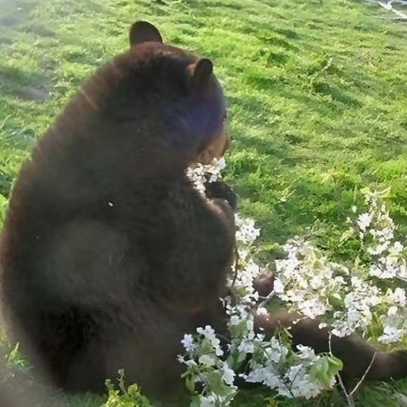 bloomingbear